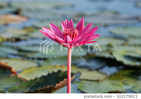 A blossom pink lotus with blurred leaves and lake in background A blossom pink lotus with blurred leaves and lake in background 102279621