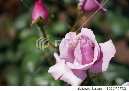 Beautiful roses in Tsurumai Park Beautiful roses in Tsurumai Park 102279780