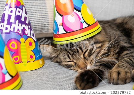 Birthday kitten sleeps in a cap, a cone, happy birthday. The cat's first birthday. Birthday kitten sleeps in a cap, a cone, happy birthday. The cat's first birthday. 102279782