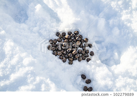 Rabbit dropping on snow in Glenveagh Naation Park, County DOnegal, Ireland 102279889