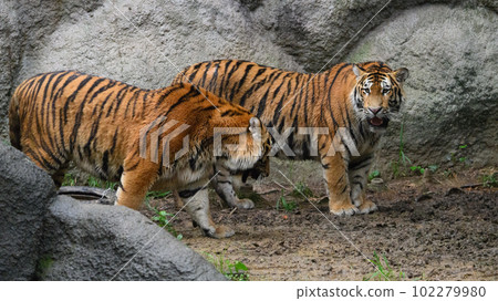 友善的東北虎弟弟（1.5歲） 102279980