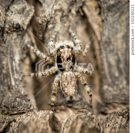 Jumping Spider on a Tree Jumping Spider on a Tree 102280221