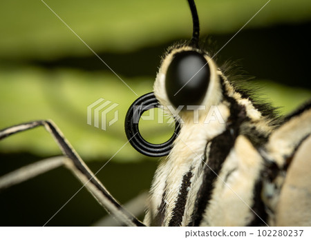 Rolled up Butterfly Tongue Rolled up Butterfly Tongue 102280237