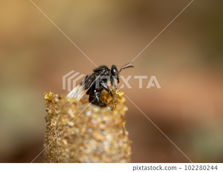Stingless Bee Exiting its Wax Pipe 102280244