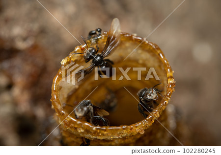 Stingless Bee Exiting its Wax Pipe 102280245