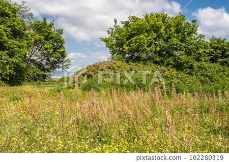 Spring fields with sorrels and dandelions Spring fields with sorrels and dandelions 102280319