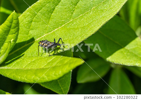 Sphedanolestes turtle larva Sphedanolestes turtle larva 102280322