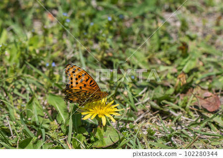 Tsunagoro giant monkey (male) 102280344