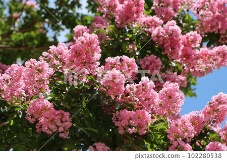 Crape myrtle nine that you can enjoy flowers from summer to autumn 102280538