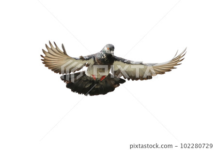 Flying pigeon in action isolated on white background. Grey pigeon in flight isolated. Front view of a dove flying isolated. 102280729