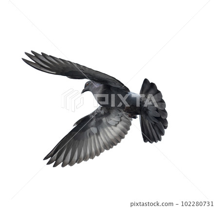 Flying pigeon in action isolated on white background. Grey pigeon in flight isolated. Uprisen view of a dove flying isolated. Flying pigeon in action isolated on white background. Grey pigeon in flight isolated. Uprisen view of a dove flying isolated. 102280731