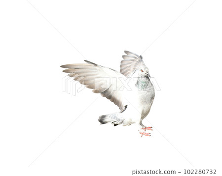 Flying pigeon in action isolated on white background. Grey pigeon in flight isolated. Front view of a dove flying isolated. 102280732