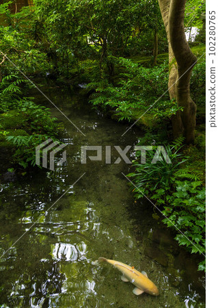 The ancient capital of Kyoto, summer in Yase, the fresh greenery of Rurikoin, the mountain garden The ancient capital of Kyoto, summer in Yase, the fresh greenery of Rurikoin, the mountain garden 102280765