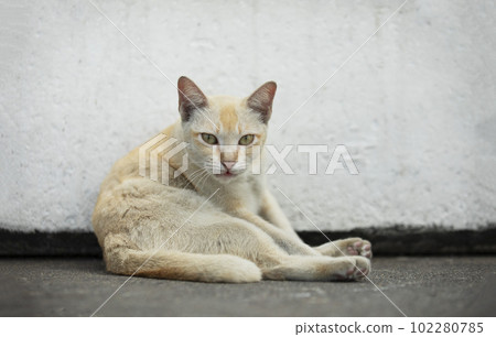 Domestic cat lying on cementfloor lean white wall. Domestic cat lying on cementfloor lean white wall. 102280785