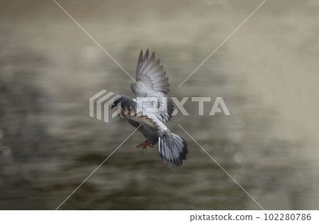 Motion blur of flying pigeon in action. Grey pigeon in flight. Side view of a dove flying. Motion blur of flying pigeon in action. Grey pigeon in flight. Side view of a dove flying. 102280786