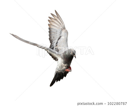 Flying pigeon in action isolated on white background. Grey pigeon in flight isolated. Front view of a dove flying isolated. Flying pigeon in action isolated on white background. Grey pigeon in flight isolated. Front view of a dove flying isolated. 102280787