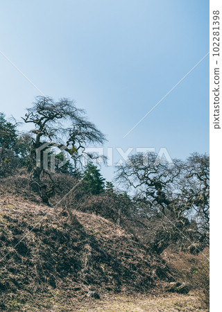 Ono's Weeping Chestnuts [Weeping Chestnut Forest Park] 102281398
