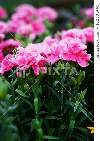 carnation 102281465
