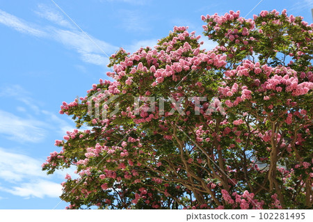 這種花的花期為 100 天,因此被稱為 Myrtle Crimson-4。 這種花的花期為 100 天,因此被稱為 Myrtle Crimson-4。 102281495
