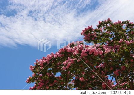 The flowers bloom for 100 days, hence the name Hyakunichi-Red Ginseng. 102281496
