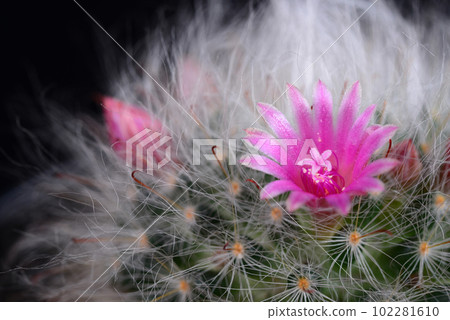 Mammillaria bocasana v. roseiflora is a cultivar of Mammillaria bocasanaselected specifically for its pink or rich rose-colored flowers Mammillaria bocasana v. roseiflora is a cultivar of Mammillaria bocasanaselected specifically for its pink or rich rose-colored flowers 102281610