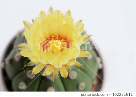 Astrophythum asterias nudum or sand dollar cactus, sea urchin cactus, star cactus and star peyote. Astrophythum asterias nudum or sand dollar cactus, sea urchin cactus, star cactus and star peyote. 102281611