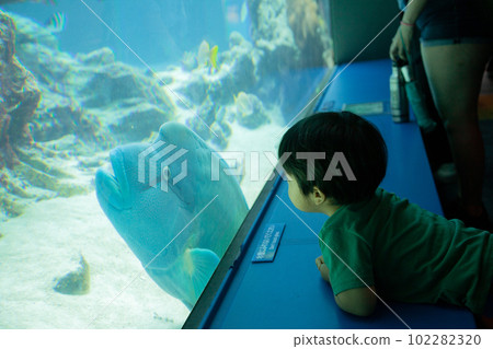 A child talking to a Napoleon fish at the Churaumi Aquarium 102282320