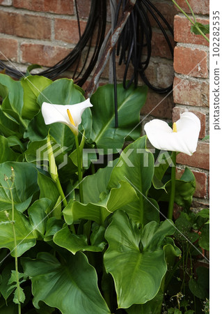 磚砌建築和白花馬蹄蓮 磚砌建築和白花馬蹄蓮 102282535