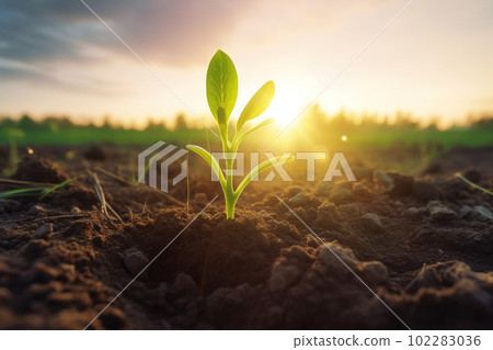 發芽幼樹朝日希望生態農業 102283036