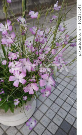 Flower bed Flower bed 102283148