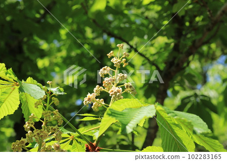 歐洲七葉樹花 歐洲七葉樹花 102283165