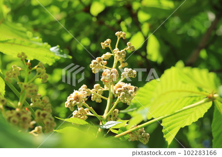 歐洲七葉樹花 102283166