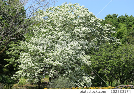 Nanjamonja (hitotsubatago) flower Nanjamonja (hitotsubatago) flower 102283174