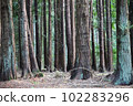 Beautiful photo of a giant thuja. Thuja plicata 102283296