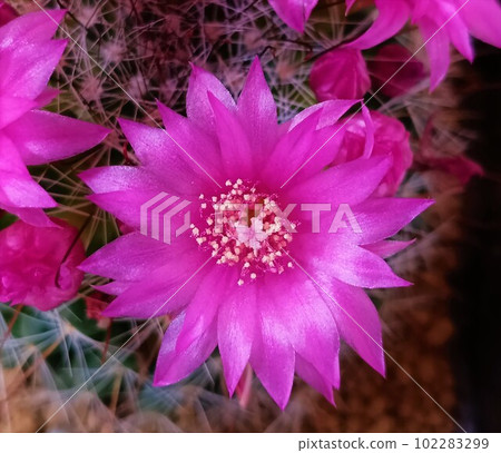 flowering cactus 29 flowering cactus 29 102283299