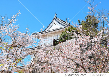 [Kagawa Prefecture] Marugame Castle in spring when cherry blossoms bloom (the castle tower seen from Ninomaru and the cherry blossoms blooming in Ninomaru) 102283336