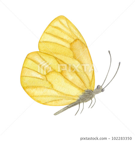 Beautiful pastel yellow butterfly. Hand-drawn watercolor illustration isolated on white background. Can be used for card, poster, stickers, scrapbook Beautiful pastel yellow butterfly. Hand-drawn watercolor illustration isolated on white background. Can be used for card, poster, stickers, scrapbook 102283350