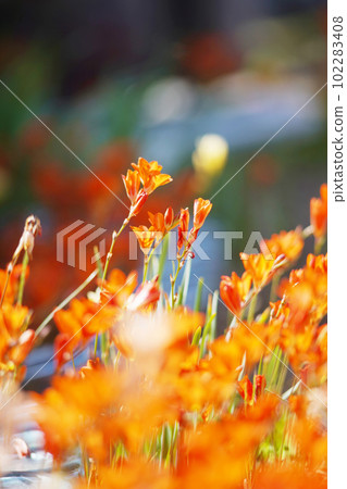Gorgeous orange freesia old lens Gorgeous orange freesia old lens 102283408