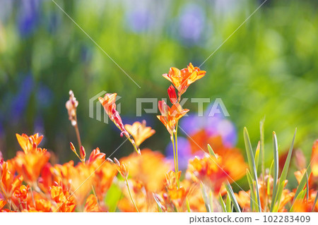 Gorgeous orange freesia old lens Gorgeous orange freesia old lens 102283409