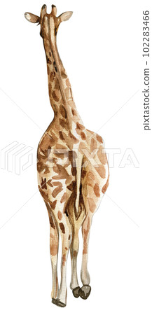 Watercolor giraffe illustration, Cartoon tropical animal , exotic summer jungle design.Hand drawn. Designf for baby shower party, birthday, cake, holiday celebration design, greetings card,invitation. 102283466