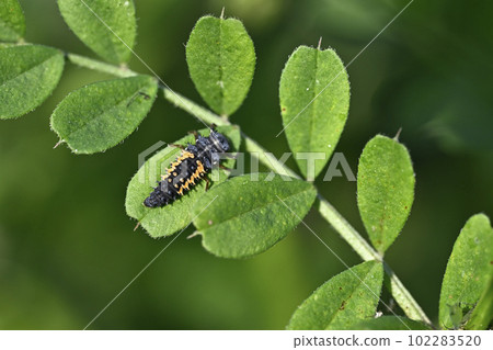Larva of ladybug (Larva of ladybug) Larva of ladybug (Larva of ladybug) 102283520