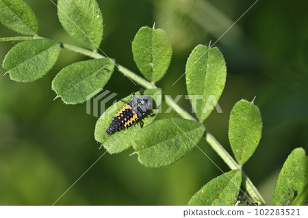 瓢蟲幼蟲（Larva of ladybug） 102283521