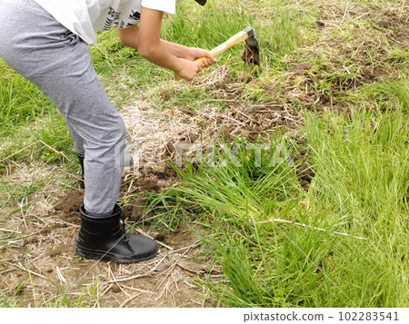 種稻田的孩子~種稻田 102283541
