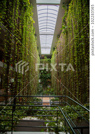 蝴蝶 蝴蝶 102283565