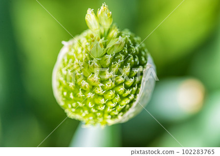 Onion seeds ripen on the stem. Macrophoto Onion seeds ripen on the stem. Macrophoto 102283765