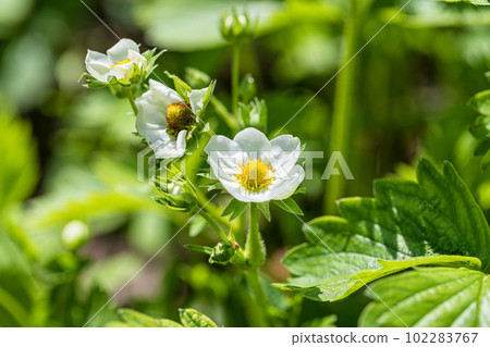 White strawberry flowers bloomed in the spring White strawberry flowers bloomed in the spring 102283767