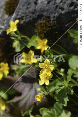 Waldsteinia Waldsteinia 102283823