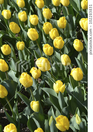 Tulip Strong Gold Tulip Strong Gold 102283831