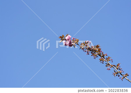 Japanese flowering cherry Kanzan Japanese flowering cherry Kanzan 102283836
