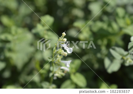 Catmint Snowflake Catmint Snowflake 102283837